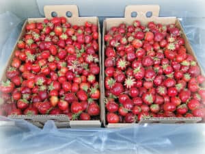 Strawberries in boxes